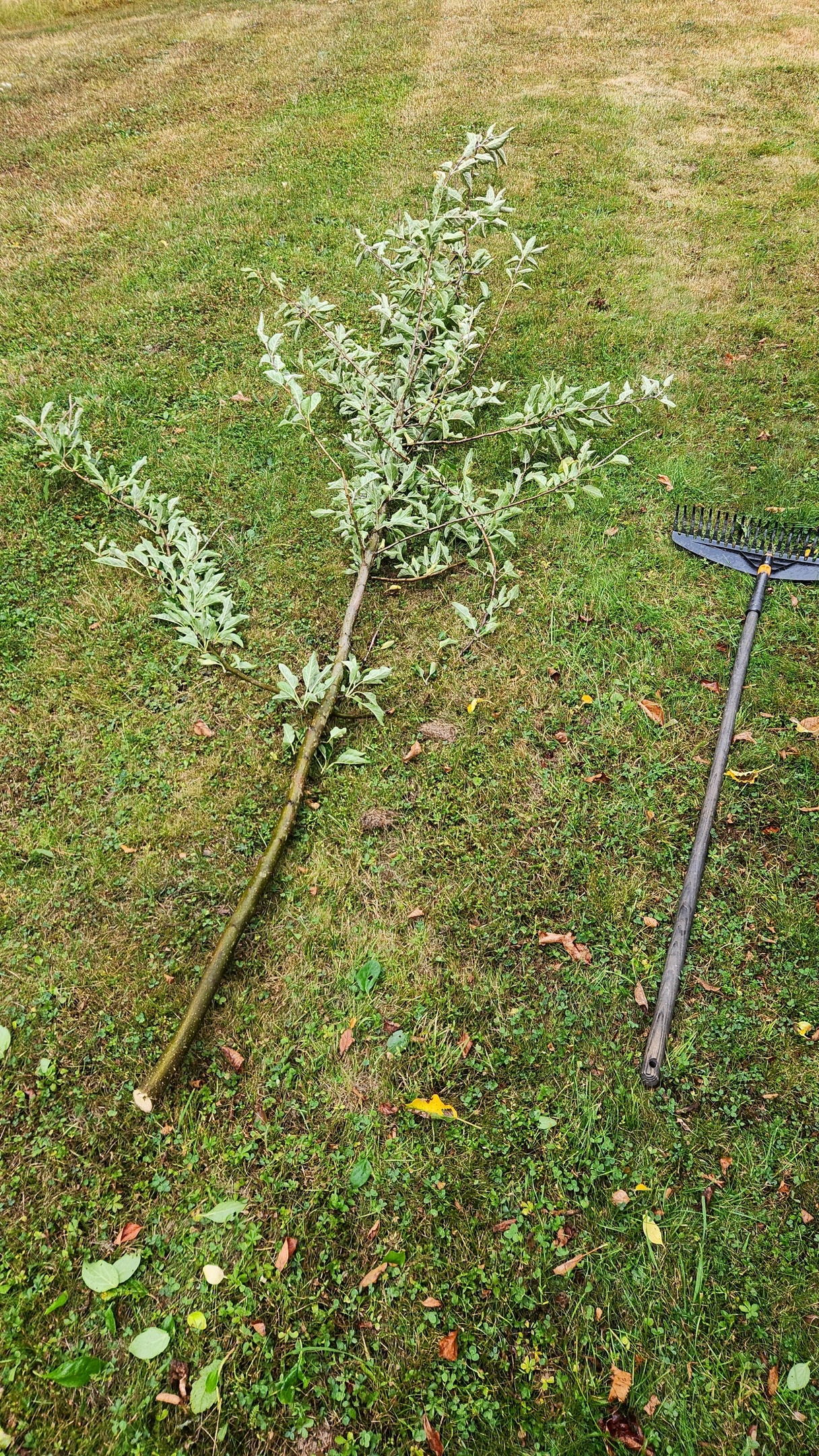 Beskärning